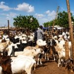 Tabaski : pourquoi le blocus du bétail menace l&rsquo;économie du Burkina Faso
