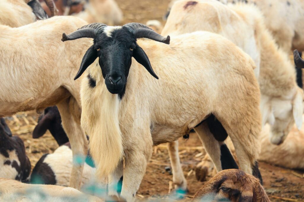 Tabaski au Sénégal : pourquoi l’achat d’un mouton devient un fardeau financier