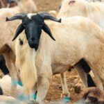 Tabaski au Sénégal : pourquoi l&rsquo;achat d&rsquo;un mouton devient un fardeau financier