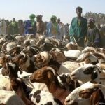 Escorte militaire pour les moutons de la tabaski à Bamako