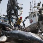 Sénégal : quatre nouvelles licences de pêche pour booster l&rsquo;économie halieutique nationale