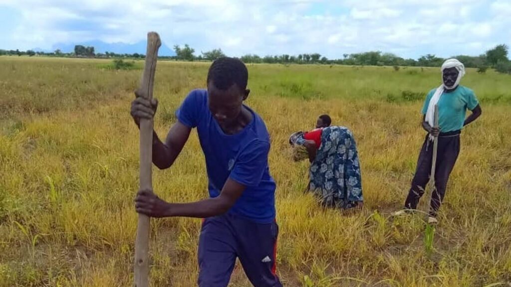 Tchad : les champs écoles paysans, une réponse à l’insécurité alimentaire
