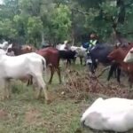 N’délé : l’opération militaire au Bamingui-Bangoran accusée de spoliation de troupeaux