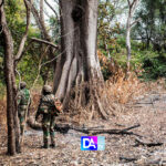 Sénégal : la lutte contre le cannabis au cœur de la pacification en Casamance