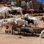 Tabaski à Bamako : les familles maliennes bloquées par les jihadistes