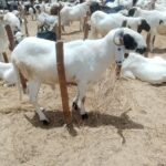 Tabaski 2026 à Niamey : des prix de moutons qui dépassent l’entendement