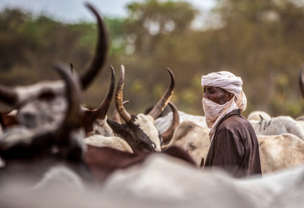 Tchad : des conflits meurtriers entre éleveurs et agriculteurs aggravés par la crise climatique