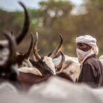 Tchad : des conflits meurtriers entre éleveurs et agriculteurs aggravés par la crise climatique