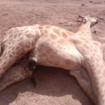 Premier girafon du Niger, abagana, s’éteint dans l’indifférence médicale