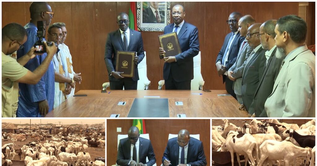 Mauritanie : 450 000 béliers exportés vers le Sénégal pour tabaski