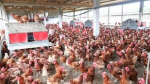 Souveraineté alimentaire au Gabon : pourquoi miser d&rsquo;abord sur ses propres entrepreneurs ?