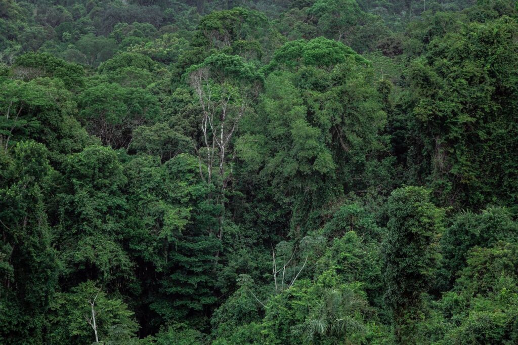 LVMH et le Gabon vers un protocole d’approvisionnement en produits forestiers
