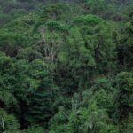 LVMH et le Gabon vers un protocole d’approvisionnement en produits forestiers