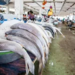 Le Gabon met un terme à l&rsquo;accord de pêche avec l&rsquo;Union européenne