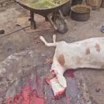 À Abéché, les autorités ferment un abattoir clandestin