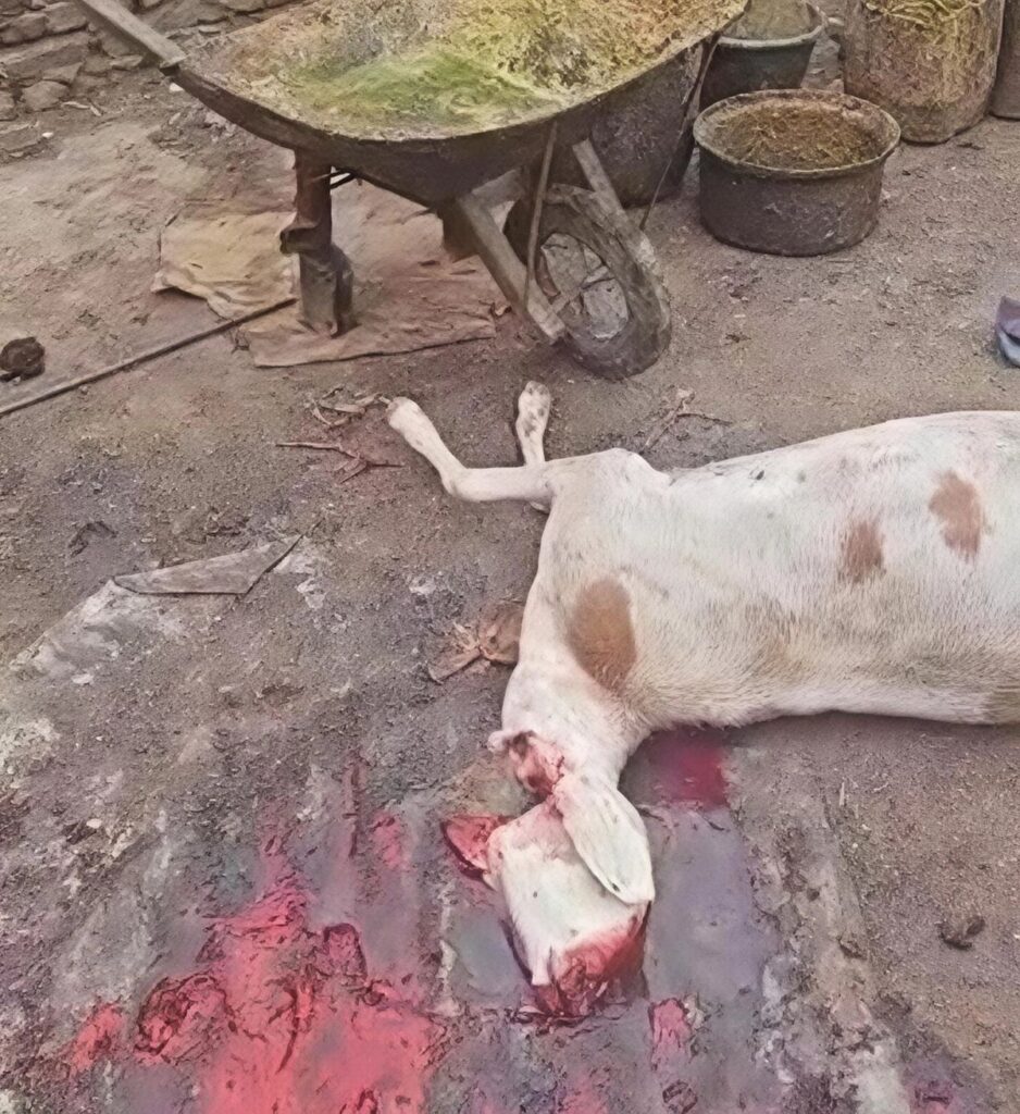À Abéché, les autorités ferment un abattoir clandestin