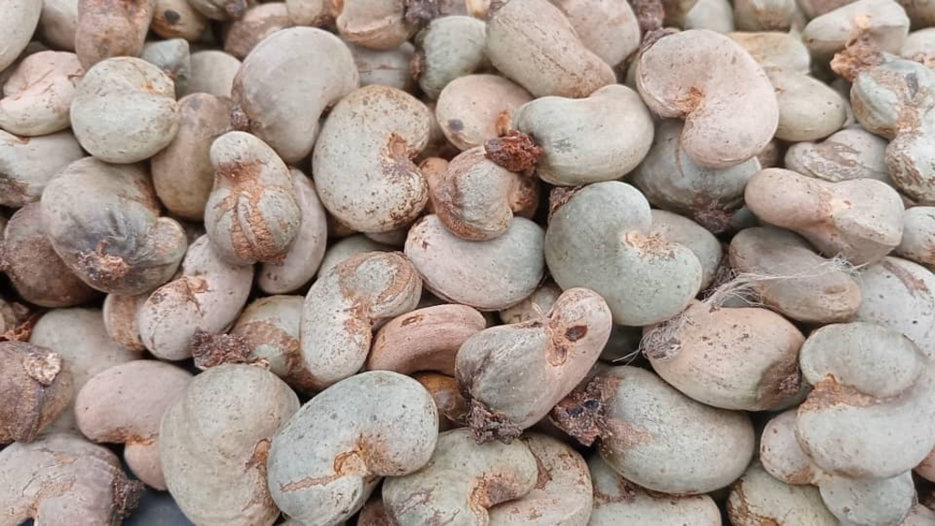 Les producteurs d'anacardes du Bounkani attribuent la mauvaise récolte aux aléas climatiques et aux pratiques culturales inadaptées.