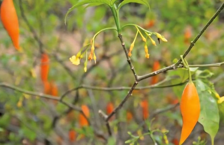L'iboga, une plante sacrée gabonaise