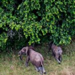 Le Gabon ambitionne de transformer ses parcs nationaux en modèles mondiaux de conservation