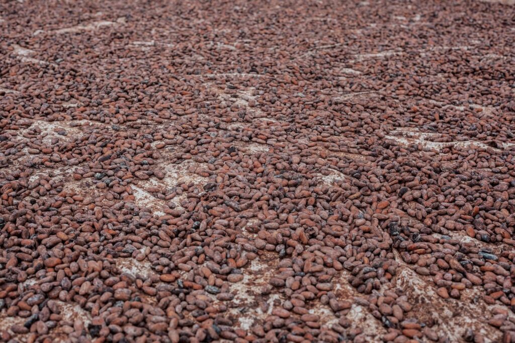 Le cacao camerounais atteint un sommet de campagne à 2 600 FCFA