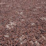 Le cacao camerounais atteint un sommet de campagne à 2 600 FCFA