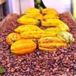Côte d’ivoire : lancement de la campagne café-cacao 2026 avec les prix bord champ