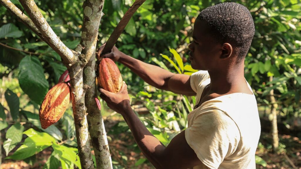 Cameroun : les producteurs de cacao face aux défis économiques