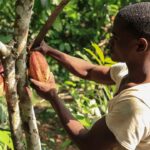 Cameroun : les producteurs de cacao face aux défis économiques