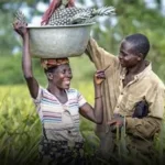 L&rsquo;assurance agricole du Bénin : une avancée majeure pour les producteurs de riz et de coton
