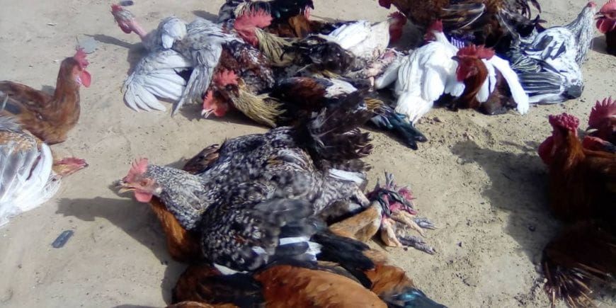 Tchad : à Ati, la hausse des prix de la volaille met en péril les ménages et l'économie locale