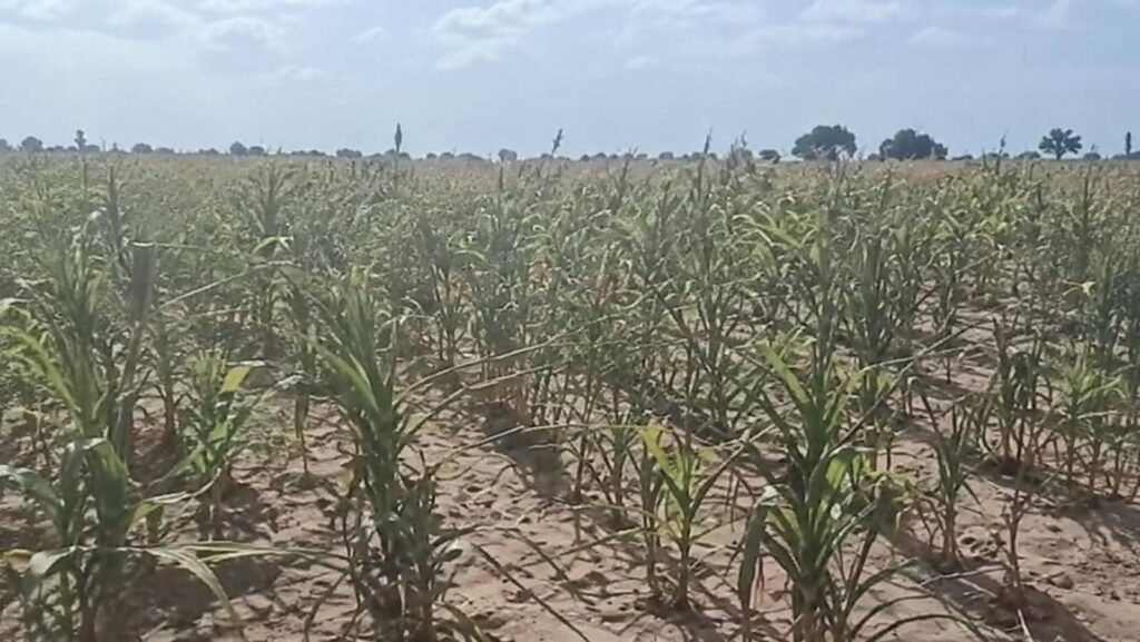 À Tougan, l’endettement des producteurs agricoles menace la souveraineté alimentaire du Burkina Faso