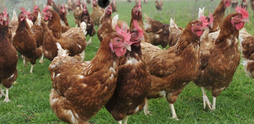 Élevage de poulets au Gabon